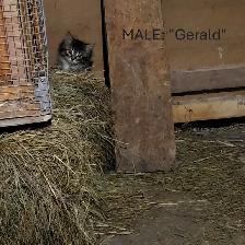 Kittens raised in rural setting ready for FUR-ever home!