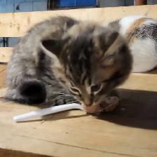 Kittens raised in rural setting ready for FUR-ever home! - Photo 2