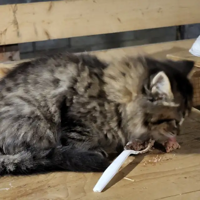 Kittens raised in rural setting ready for FUR-ever home! - Photo 3