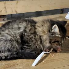 Kittens raised in rural setting ready for FUR-ever home! - Photo 3