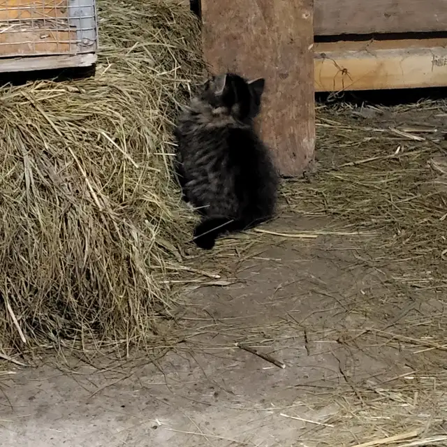 Kittens raised in rural setting ready for FUR-ever home! - Photo 4
