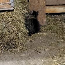 Kittens raised in rural setting ready for FUR-ever home! - Photo 4