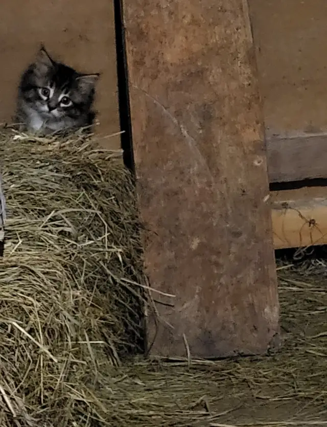 Kittens raised in rural setting ready for FUR-ever home! - Photo 5
