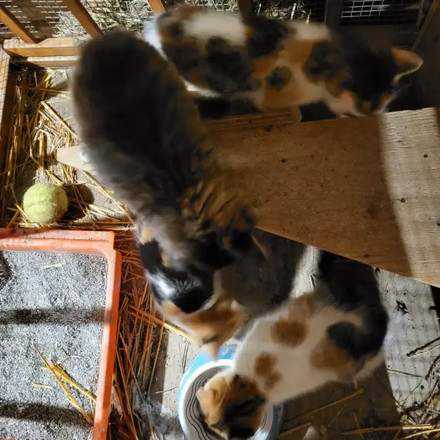 Kittens raised in rural setting ready for FUR-ever home! - Photo 6