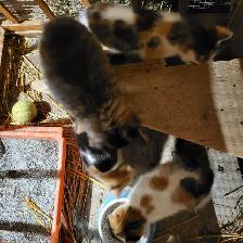 Kittens raised in rural setting ready for FUR-ever home! - Photo 6
