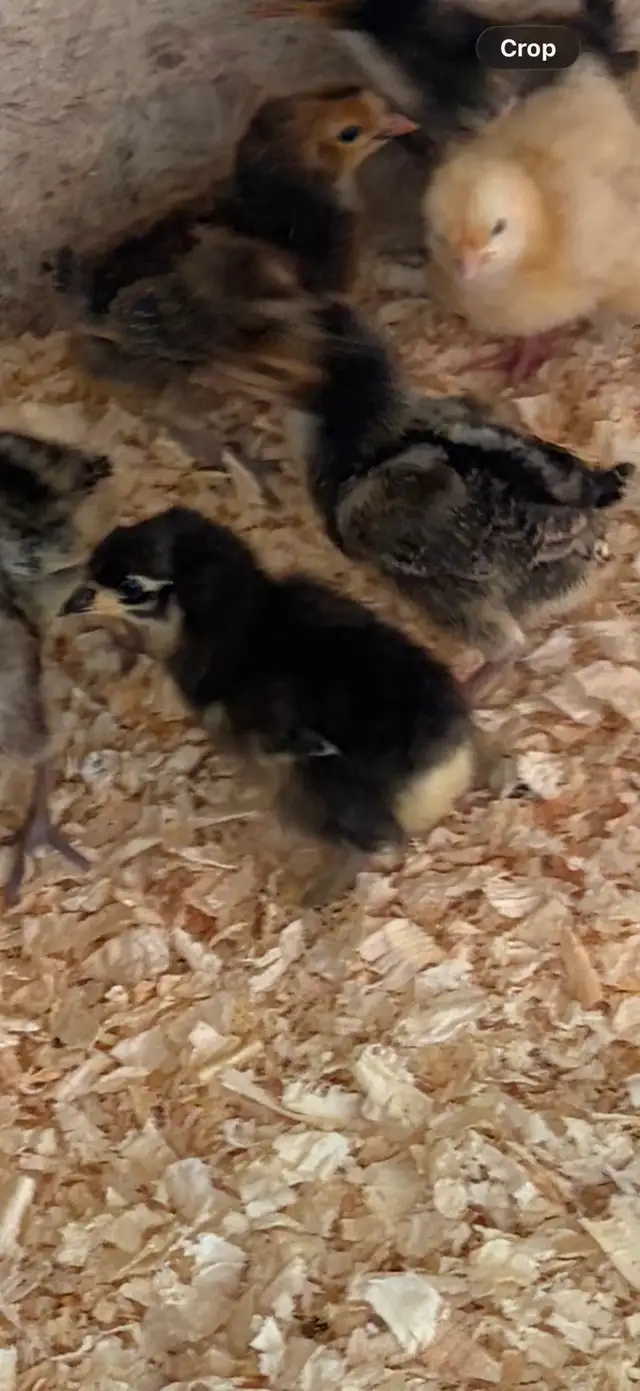 3 Black Cochin and 2 Buff Orp Chicks For Sale