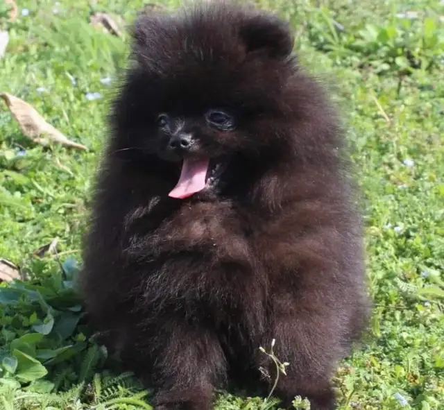 Pomeranien noire à Laval