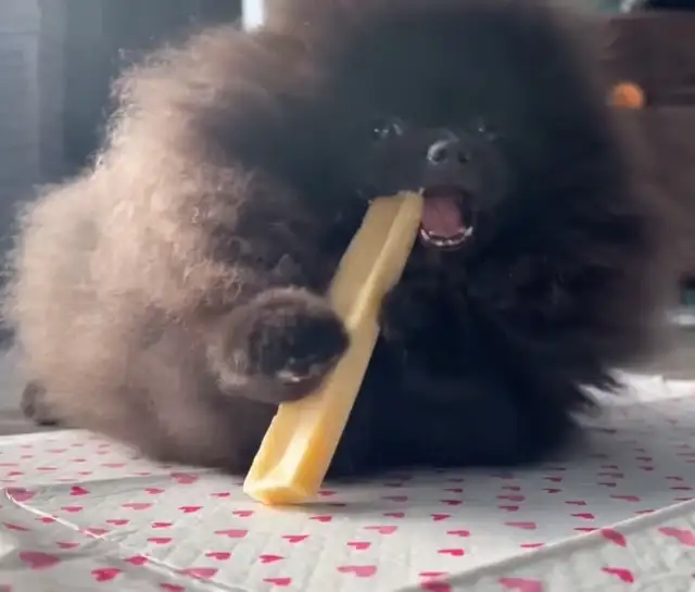Pomeranien noire à Laval - Photo 2