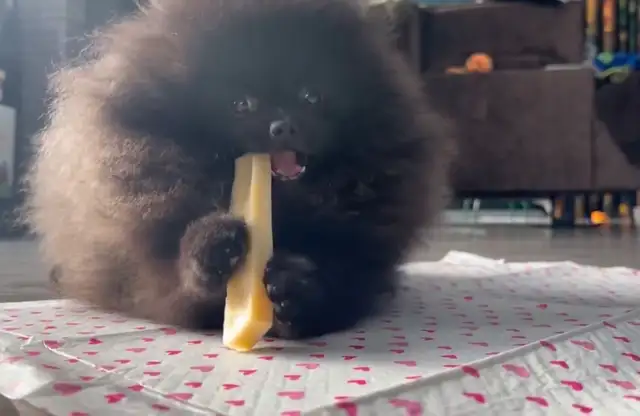 Pomeranien noire à Laval - Photo 3