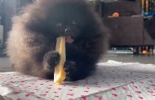 Pomeranien noire à Laval - Photo 3