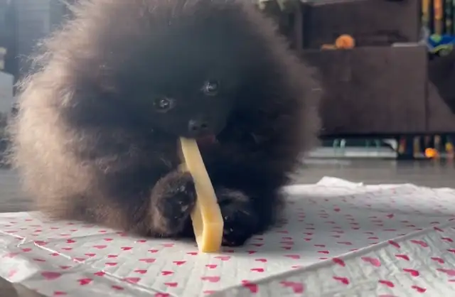 Pomeranien noire à Laval - Photo 4