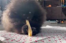 Pomeranien noire à Laval - Photo 4