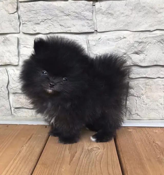 Pomeranien noire à Laval - Photo 5