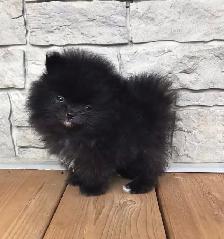 Pomeranien noire à Laval - Photo 5