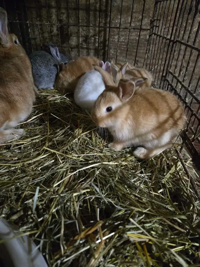 Baby Bunnies and Muskovy Ducklings Available