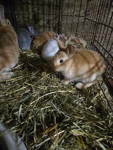 Baby Bunnies and Muskovy Ducklings Available