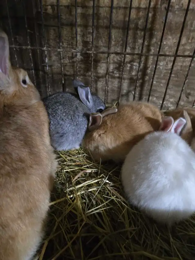 Baby Bunnies and Muskovy Ducklings Available - Photo 2