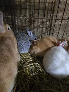 Baby Bunnies and Muskovy Ducklings Available - Photo 2