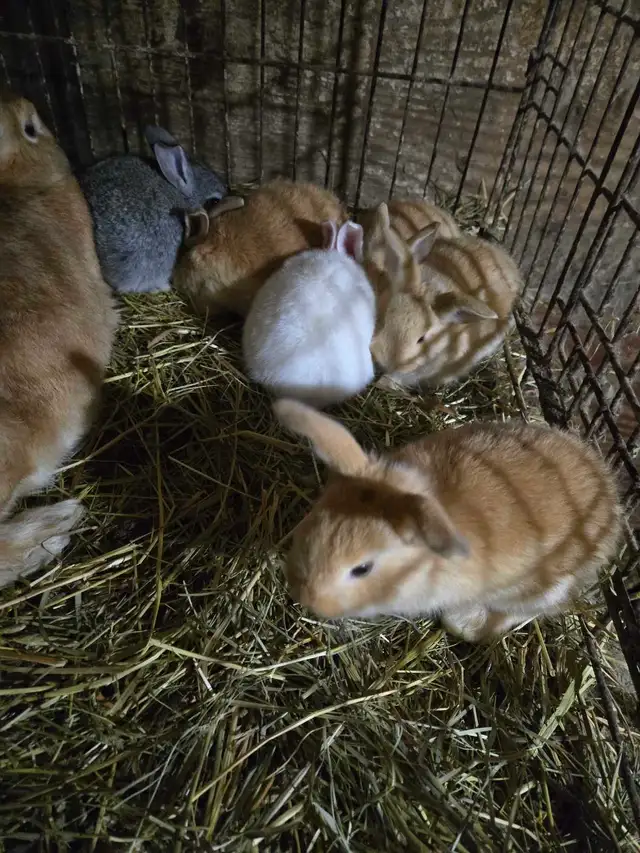 Baby Bunnies and Muskovy Ducklings Available - Photo 3