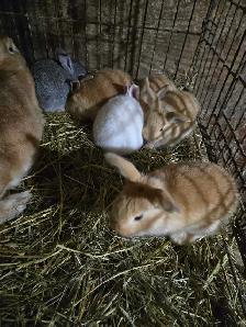 Baby Bunnies and Muskovy Ducklings Available - Photo 3