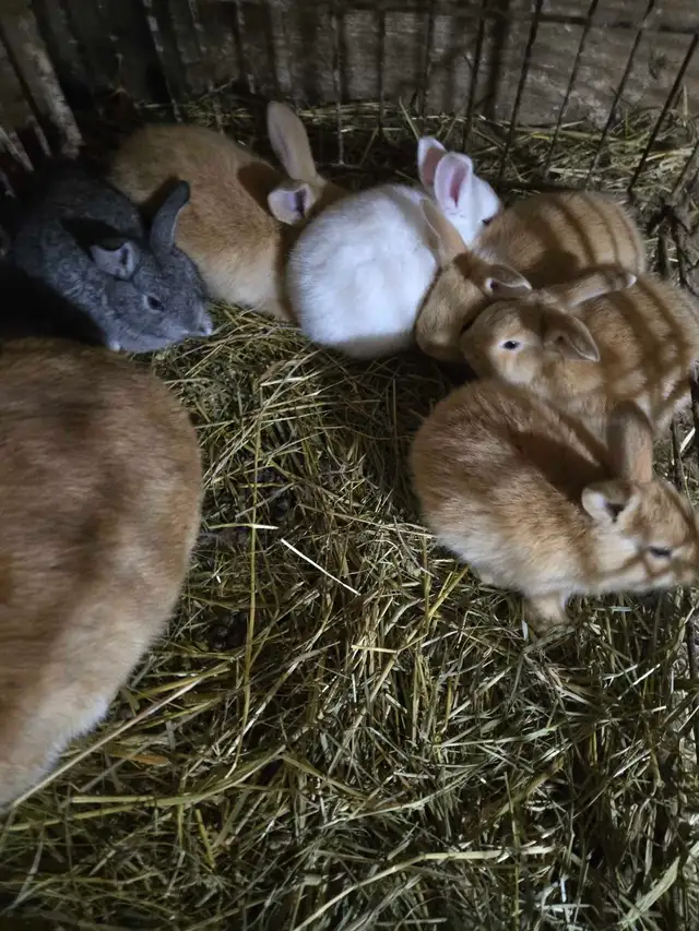 Baby Bunnies and Muskovy Ducklings Available - Photo 4