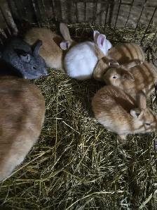 Baby Bunnies and Muskovy Ducklings Available - Photo 4