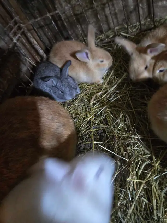 Baby Bunnies and Muskovy Ducklings Available - Photo 5