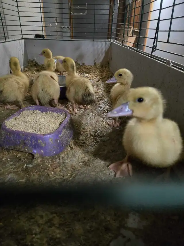 Baby Bunnies and Muskovy Ducklings Available - Photo 6