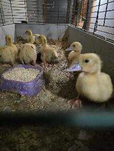 Baby Bunnies and Muskovy Ducklings Available - Photo 6