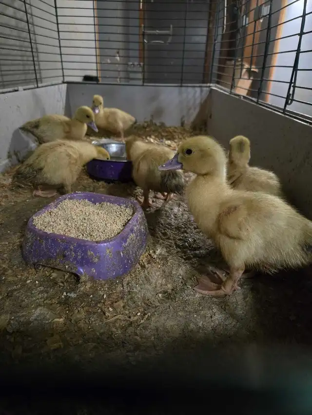 Baby Bunnies and Muskovy Ducklings Available - Photo 7