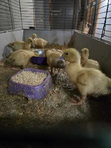 Baby Bunnies and Muskovy Ducklings Available - Photo 7
