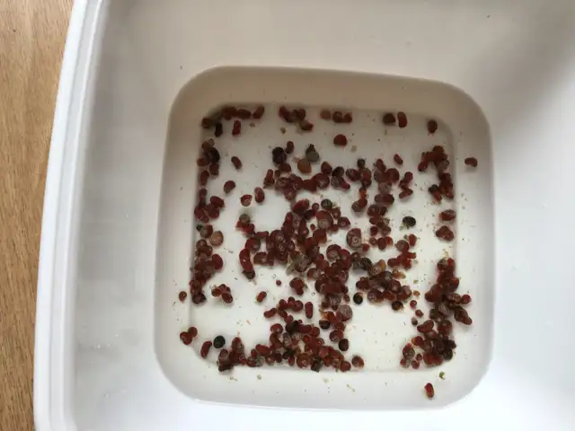 RAMSHORN SNAILS