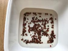 RAMSHORN SNAILS