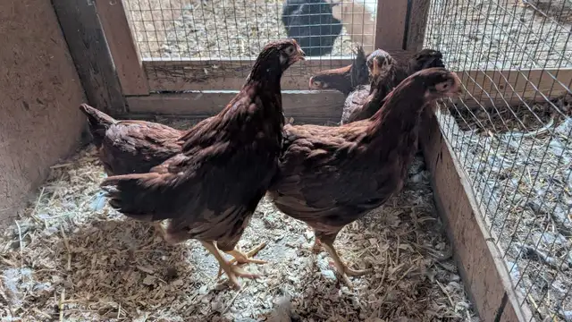 Rhode Island red pullets