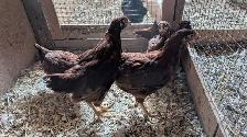 Rhode Island red pullets