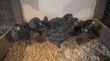 Barred rock pullets