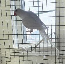 Indian Ringneck Pair