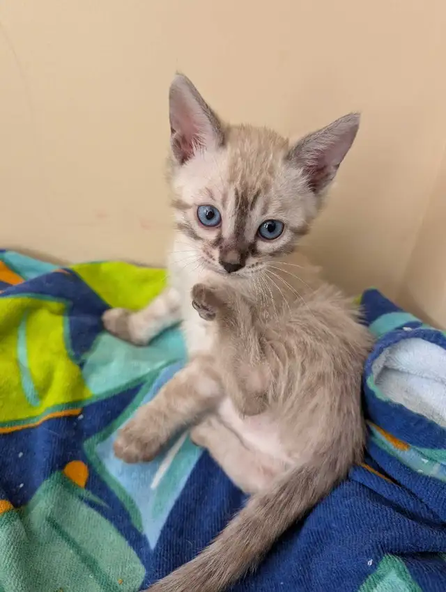 TICA Snow Bengal Paws