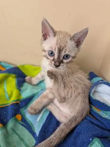 TICA Snow Bengal Paws