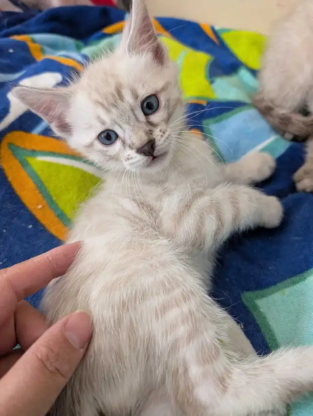 TICA Snow Bengal Paws - Photo 2