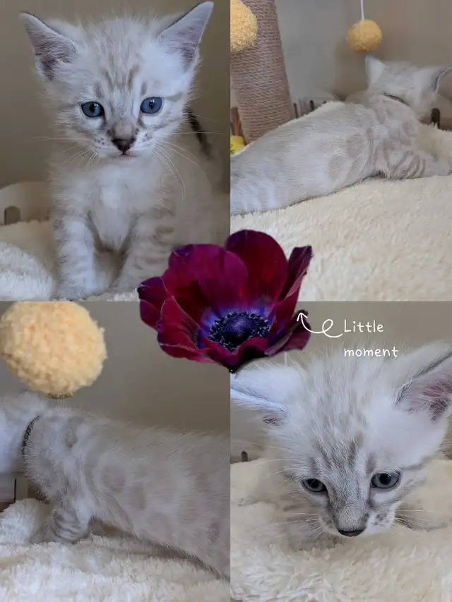TICA Snow Bengal Paws - Photo 4