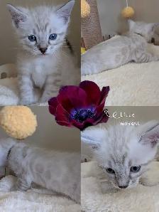 TICA Snow Bengal Paws - Photo 4