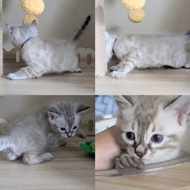 TICA Snow Bengal Paws - Photo 5