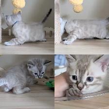TICA Snow Bengal Paws - Photo 5