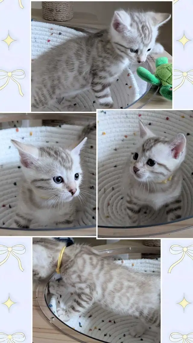 TICA Snow Bengal Paws - Photo 6