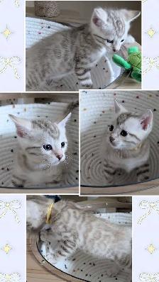 TICA Snow Bengal Paws - Photo 6