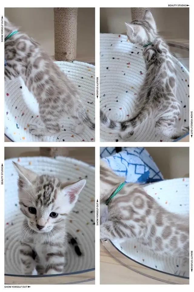 TICA Snow Bengal Paws - Photo 7
