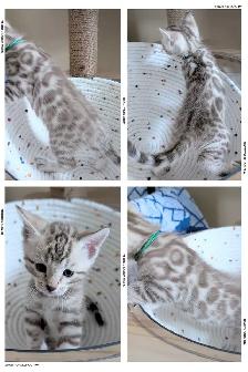 TICA Snow Bengal Paws - Photo 7