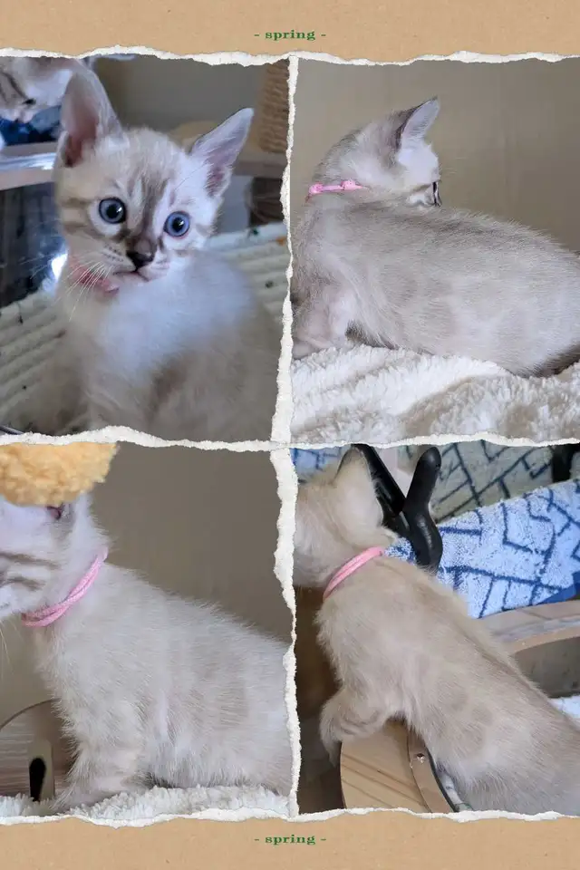 TICA Snow Bengal Paws - Photo 8