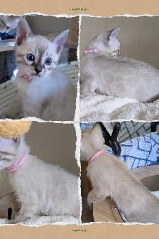 TICA Snow Bengal Paws - Photo 8